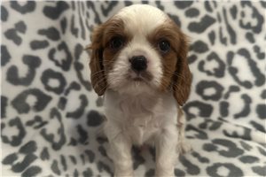 Abigail - Cavalier King Charles Spaniel for sale
