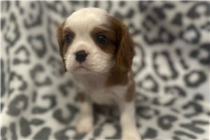 Asher - puppy for sale