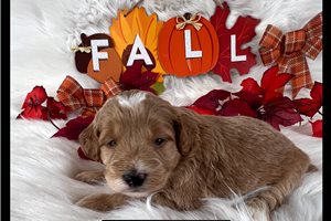 Aria - puppy for sale