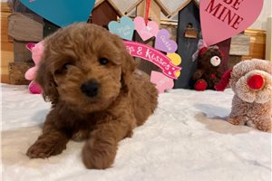 Cali - puppy for sale