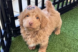 Corby - puppy for sale