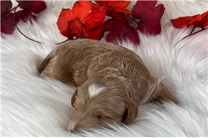 Alister - puppy for sale