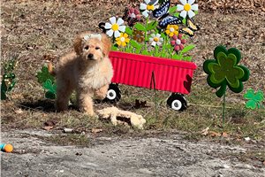 Carnation - Goldendoodle, Mini for sale