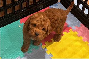 Cudi - puppy for sale