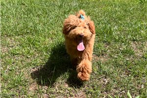 Cynthia - Goldendoodle, Mini for sale