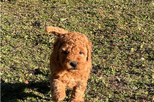 Conrad - puppy for sale