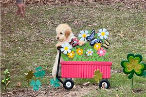Christie - Goldendoodle, Mini for sale