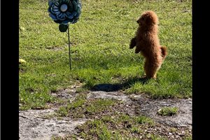 Cynthia - Goldendoodle, Mini for sale