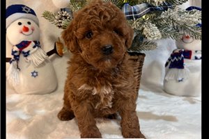 Amber - puppy for sale