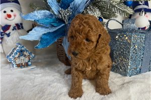 Clarissa - Goldendoodle, Mini for sale