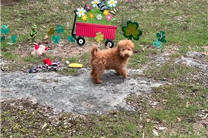 Cynthia - Goldendoodle, Mini for sale