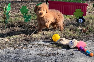 Cynthia - Goldendoodle, Mini for sale