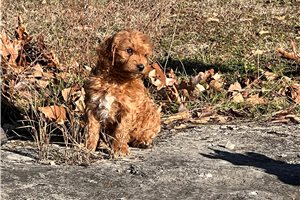 Cyprus - puppy for sale