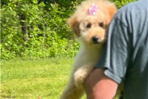 Carnation - Goldendoodle, Mini for sale