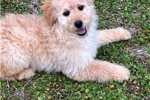 Carnation - Goldendoodle, Mini for sale