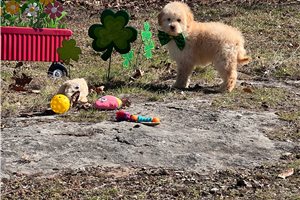 Collin - Goldendoodle, Mini for sale