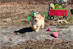 Christie - puppy for sale