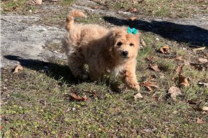 Coral - puppy for sale