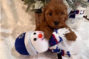 Ashlee - Goldendoodle, Mini for sale