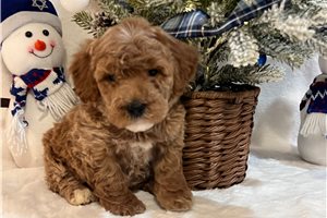 Alexa - puppy for sale