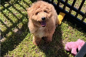 Coral - Goldendoodle, Mini for sale
