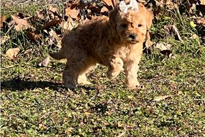 Collette - Goldendoodle, Mini for sale