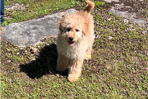 Carnation - Goldendoodle, Mini for sale