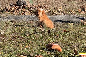 Addison - Goldendoodle, Mini for sale