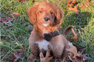 Axel - puppy for sale