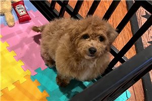 Coral - Goldendoodle, Mini for sale