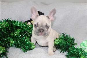 Isabella - French Bulldog for sale