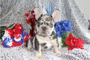 Geyer - puppy for sale