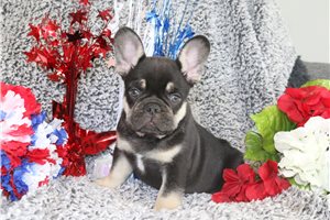 Gerald - French Bulldog for sale