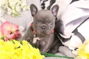 Gyro - puppy for sale