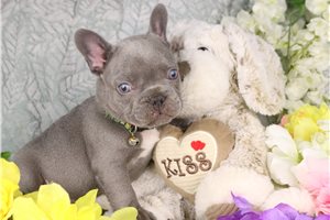 Grayson - French Bulldog for sale