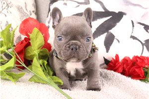 Gregor - puppy for sale