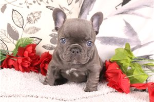 Gigi - puppy for sale