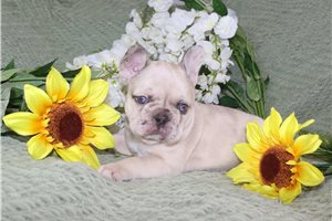Ginny - French Bulldog for sale