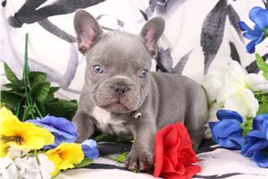Grayson - French Bulldog for sale