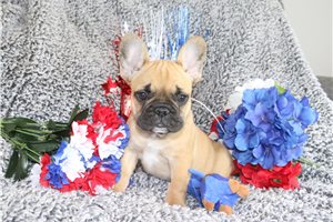 Gerry - French Bulldog for sale