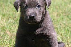 Macie - Labrador Retriever for sale