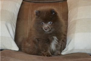 Friar - Pomeranian for sale