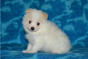 Vaughn - Pomeranian for sale