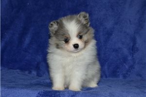 Dora - puppy for sale