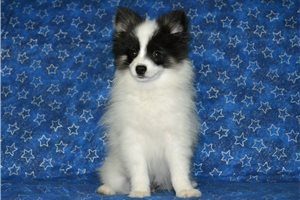 Ambrose - Pomeranian for sale