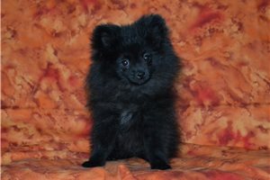 Michael - Pomeranian for sale