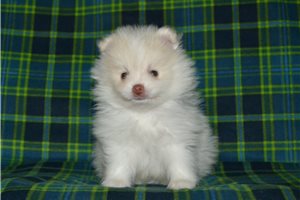 Everest - Pomeranian for sale