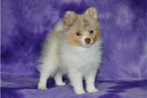 Fauna - Pomeranian for sale