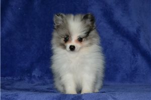Dynamo - Pomeranian for sale