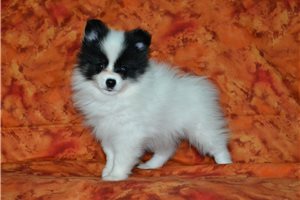 Ambrose - Pomeranian for sale
